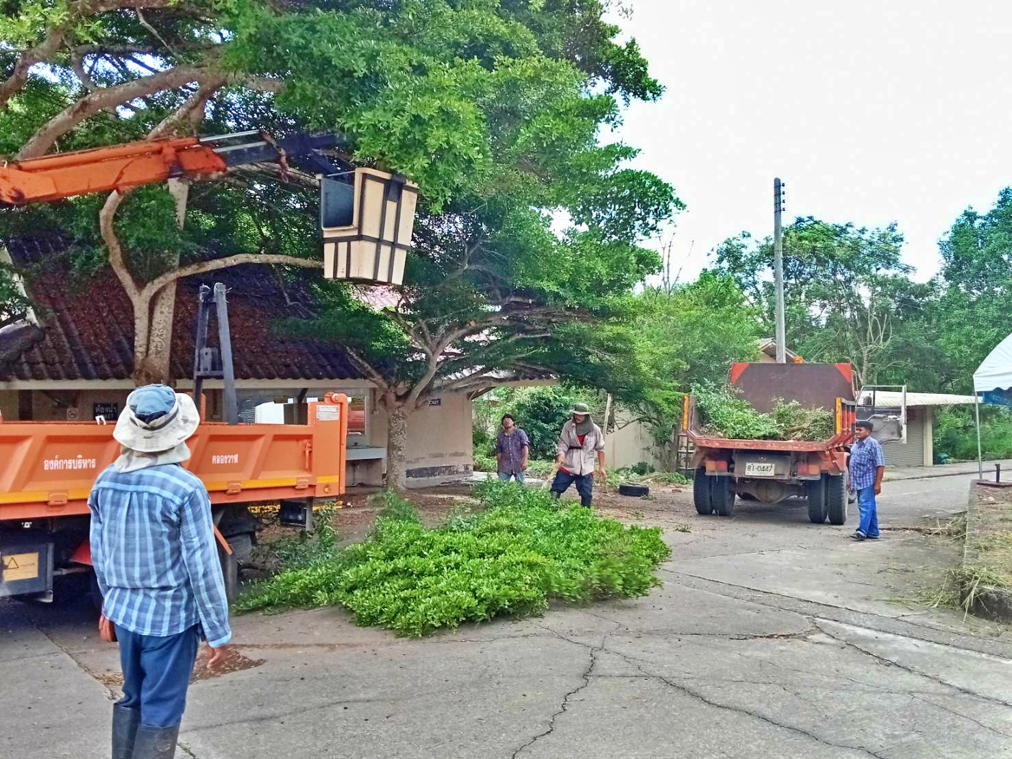 ปรับปรุงภูมิทัศน์ตัดแต่งกิ่งไม้ หมู่ที่ 6 บ้านด่านสิงขร